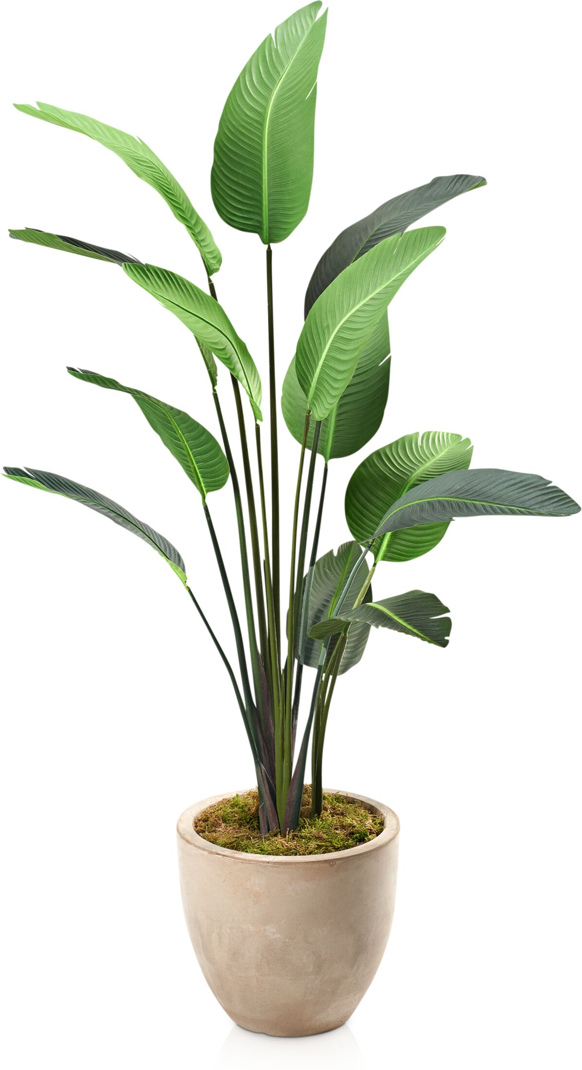 Faux 7' Travellers Palm Tree with Sandstone Planter Medium Value