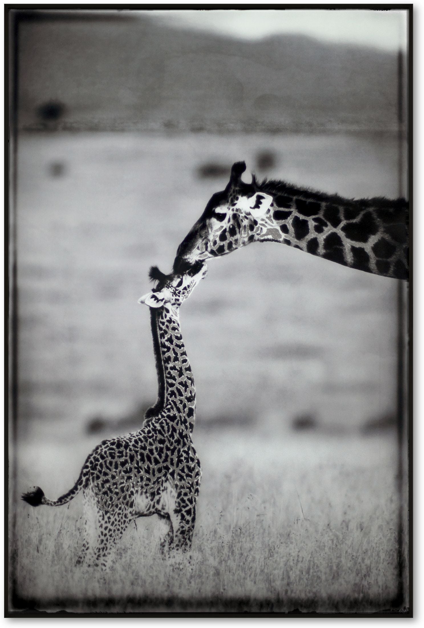 Giraffe Mother And Baby Wall Art Value City Furniture   Giraffe Mother And Baby Black Wall Art 2094517 780632 