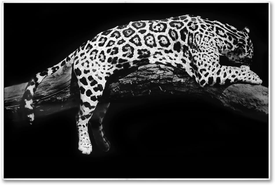 Laying Leopard 32'' x 48'' Wall Art Value City Furniture