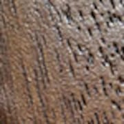 pecan swatch  