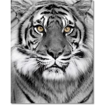 tiger on glass black wall art   