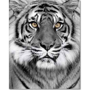 Tiger on Glass 40'' x 32'' Wall Art